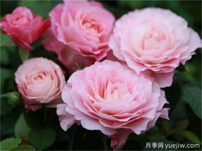 海神王陽臺月季，花量豐富花期長，陽臺黨喜愛(圖2)