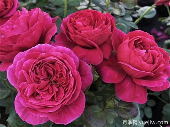 伊芙酒窖月季，集顏值和芳香于一身(圖1)
