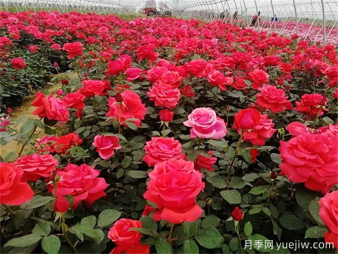 月季花園建造及藤本灌木月季應(yīng)用(圖3)