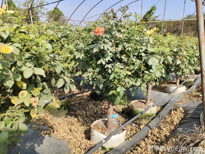 園藝新品，多色歐月薔薇桿樹狀月季(圖3)