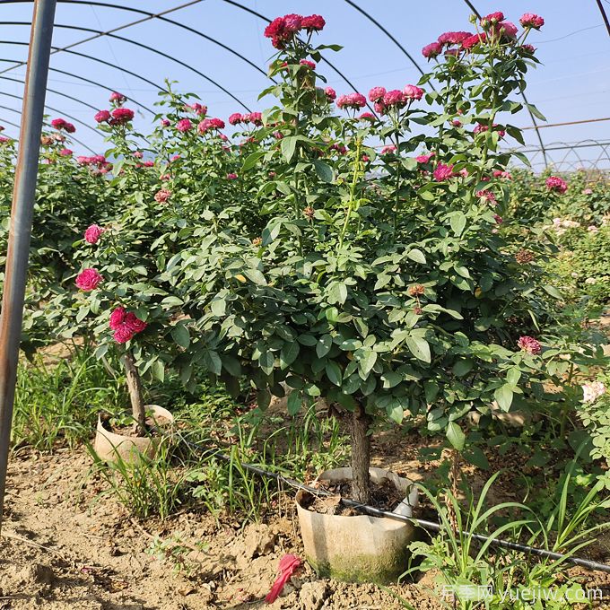 園藝新品，多色歐月薔薇桿樹狀月季(圖1)