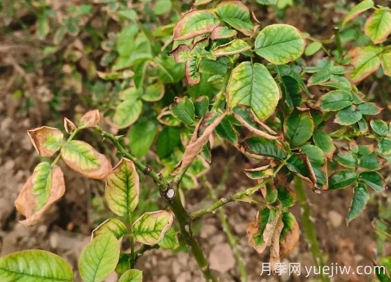 地栽月季大面積枯萎，到底是什么原因？(圖1)