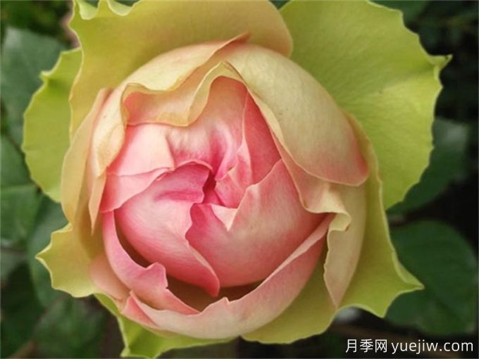 4種花期超長的月季花，養(yǎng)一盆長期有花賞(圖2)