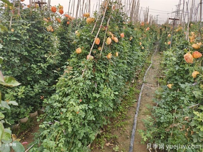 降溫了，月季筍芽要剪嗎？(圖1)
