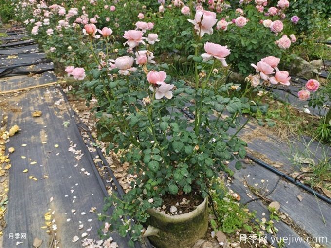 降溫了，月季筍芽要剪嗎？(圖2)