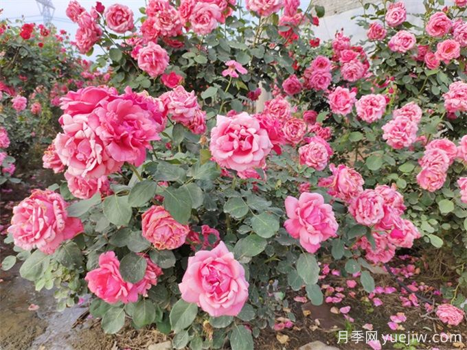 月季花期可以施肥嗎？月季施肥全指南(圖1)