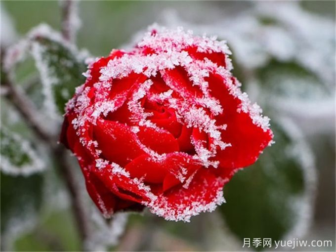 冬季下雪會(huì)凍死月季嗎？(圖1)