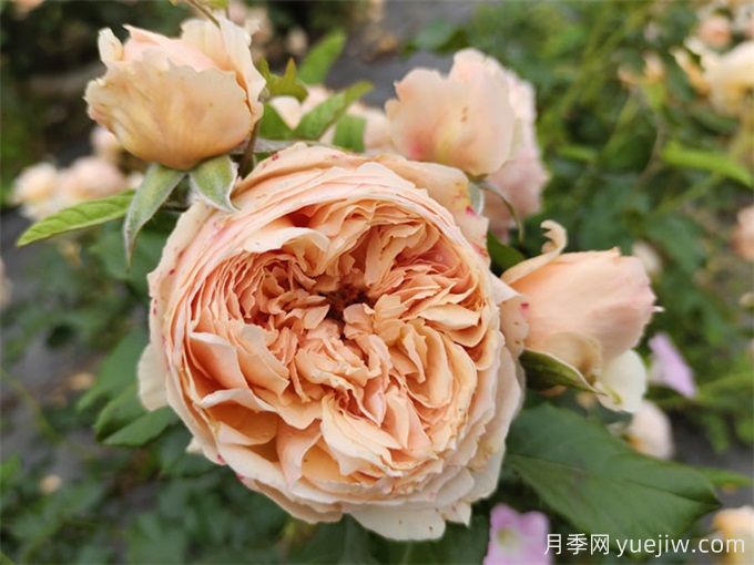秋天開爆花的月季，夏季需要如何修剪和施肥？(圖2)