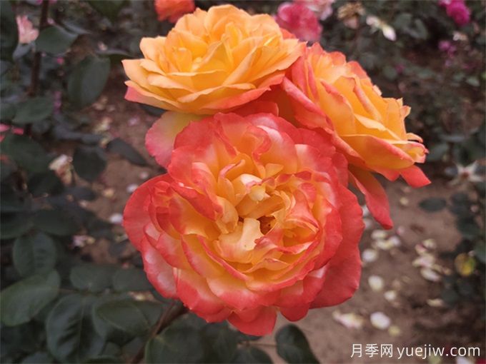 養(yǎng)了很長時間的月季，卻一直不開花？(圖2)