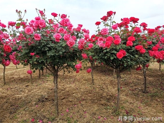 月季修剪越厲害開花越多？月季修剪方法(圖2)