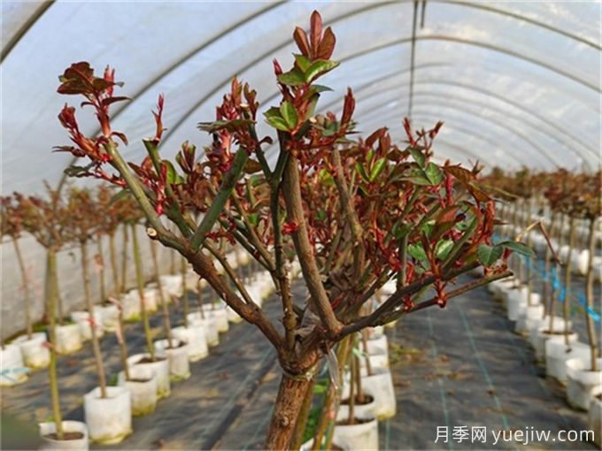 春天月季如何才能發(fā)芽多？(圖1)