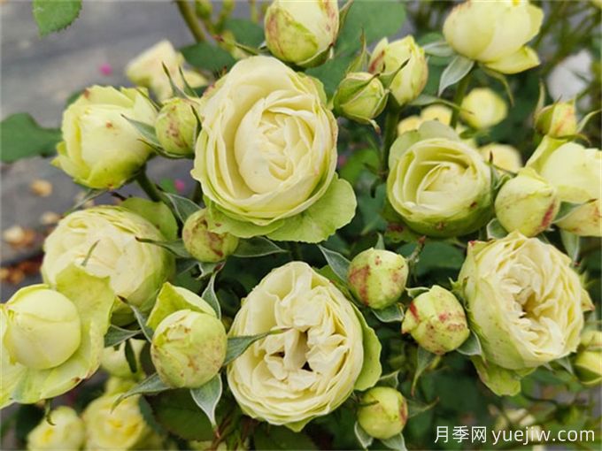 適合陽臺(tái)種植的微型月季品種推薦(圖3)