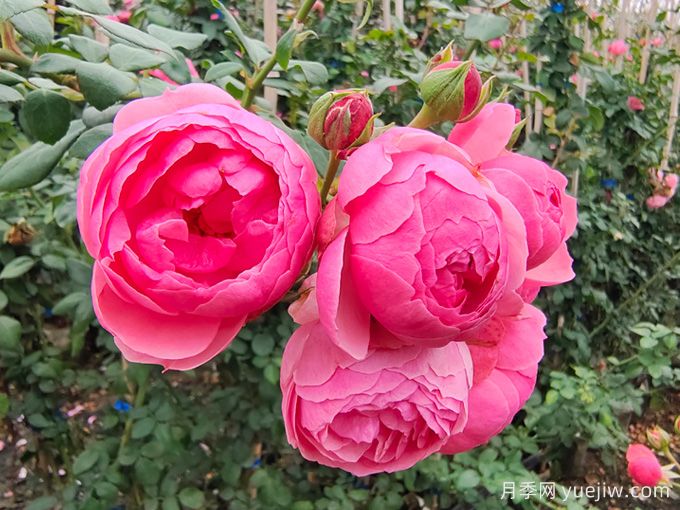 月季是每個(gè)月都開花嗎？怎樣讓月季每個(gè)月都開花？(圖1)