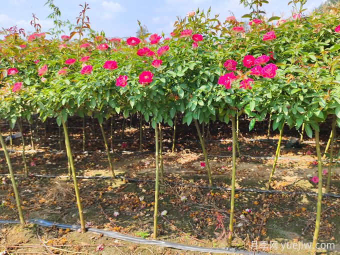 月季是每個(gè)月都開花嗎？怎樣讓月季每個(gè)月都開花？(圖3)