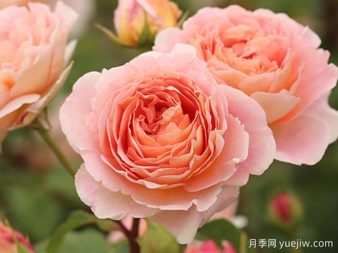 顏值很能打！月季界著名的亞伯拉罕達比月季(圖1)