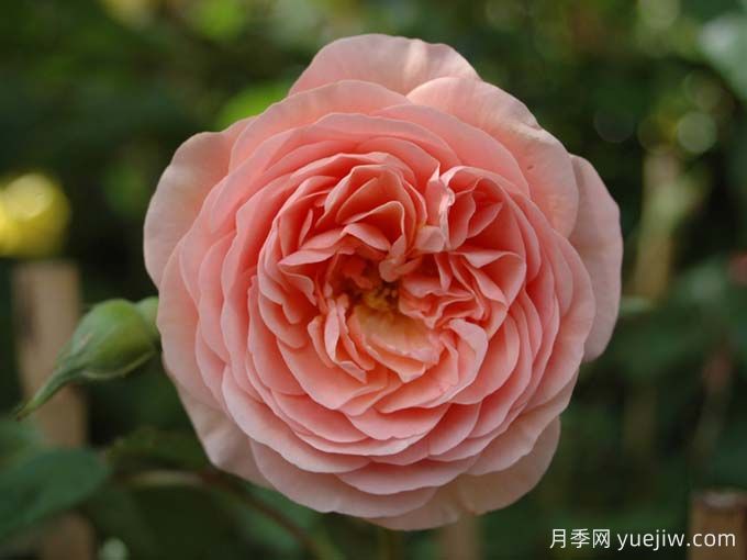 如果你喜歡淡雅，推薦5個(gè)橙杏色和桃粉色月季(圖4)