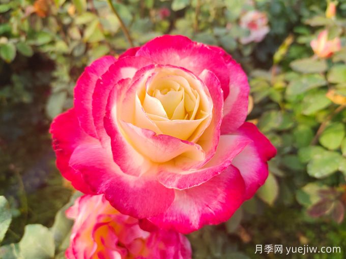 適合城市家庭種的7種花，萬種挑一的精選品種(圖2)