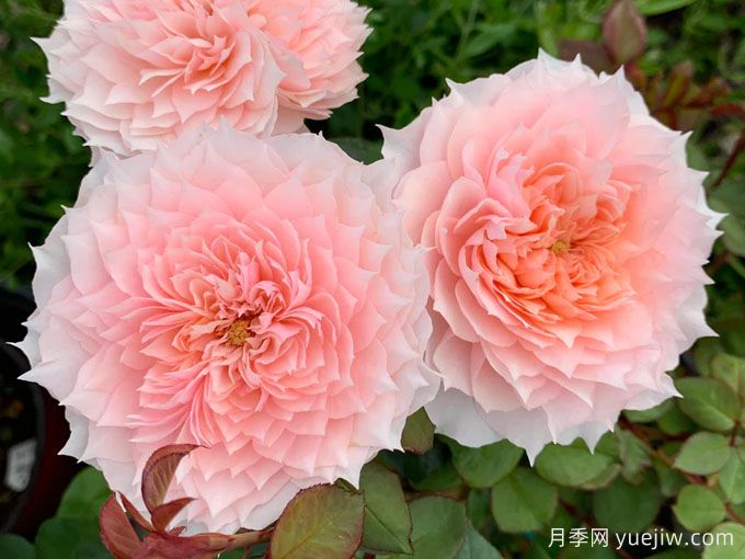 莫妮卡戴維月季，花美香濃、復花快、抗病性強(圖2)