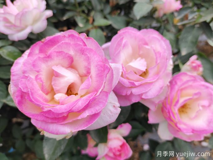 常見植物風(fēng)水學(xué)之“五行”劃分，讓你的運(yùn)勢更旺！(圖1)