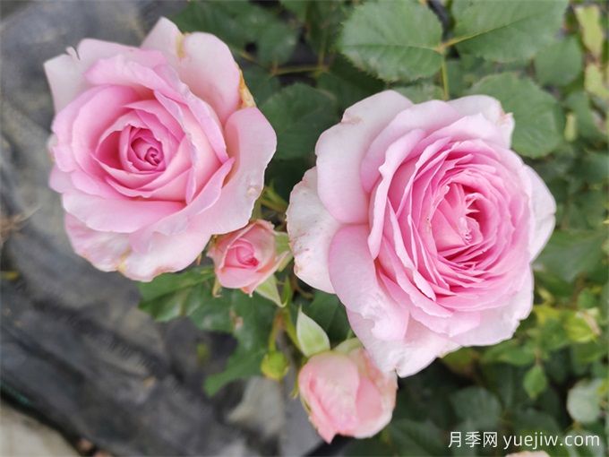 粉黛月季，抗病性優(yōu)秀，天狼濃香型灌木月季(圖2)