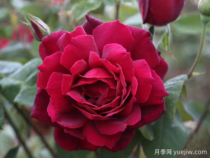 俄克拉荷馬月季，紅寶石玫瑰閃耀在你的花園(圖1)