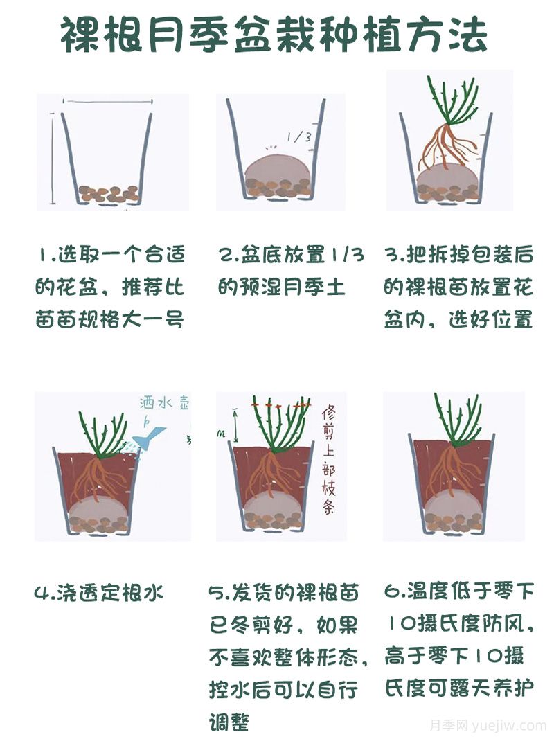 月季裸根苗的優(yōu)點(diǎn)？裸根月季如何種植？(圖2)