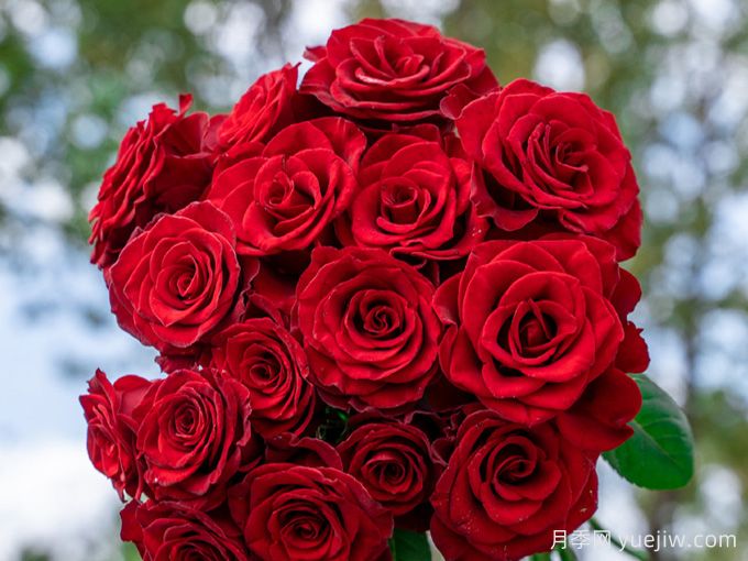 高原紅月季，花期長觀賞價值高的月季(圖1)