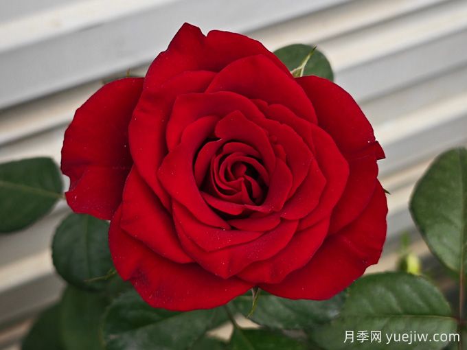 高原紅月季，花期長觀賞價值高的月季(圖2)