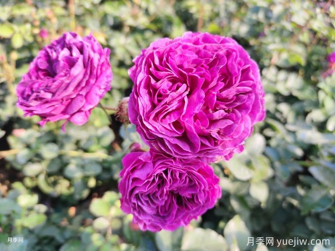月季花冬天如何養(yǎng)護(hù)？教你春天爆盆絕招(圖1)
