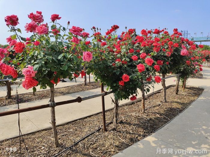 什么是綠化養(yǎng)護(hù)的精細(xì)化管理？(圖1)