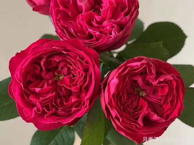 6種經(jīng)典的月季花，每一種都是顏值擔當(圖1)