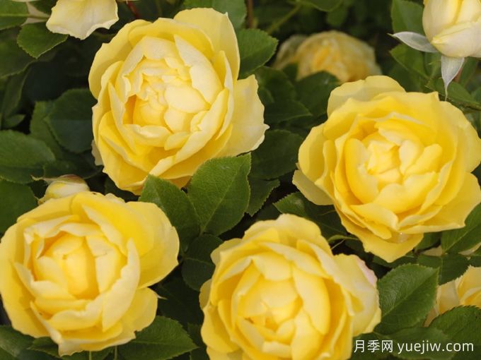 6種經(jīng)典的月季花，每一種都是顏值擔當(圖3)