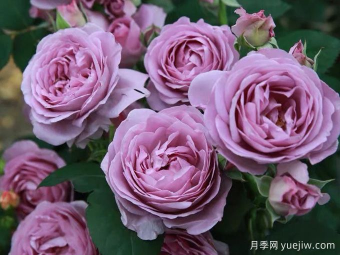 6種經(jīng)典的月季花，每一種都是顏值擔當(圖4)
