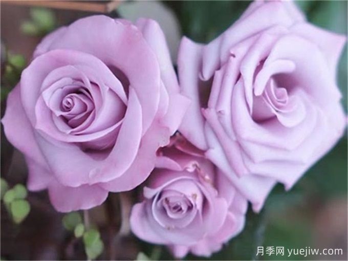 月季推薦，海洋之歌月季(圖1)