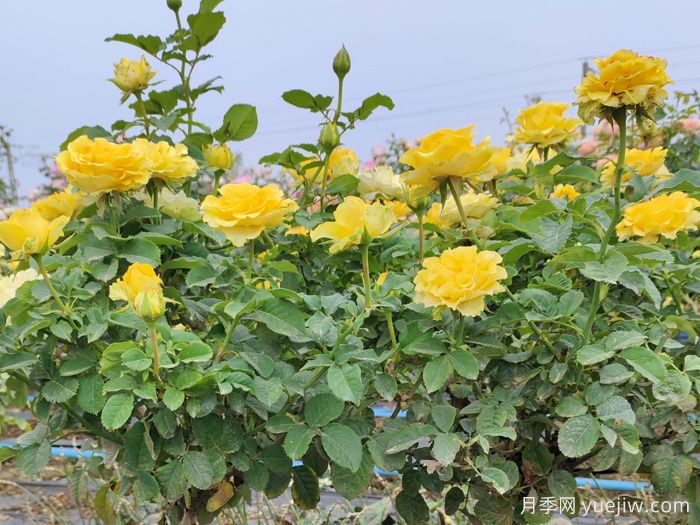 養(yǎng)月季摘芽和抹芽的區(qū)別？該如何做？(圖1)