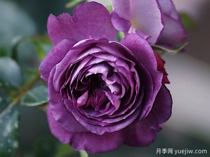 月季推薦，圣十字軍月季(圖1)