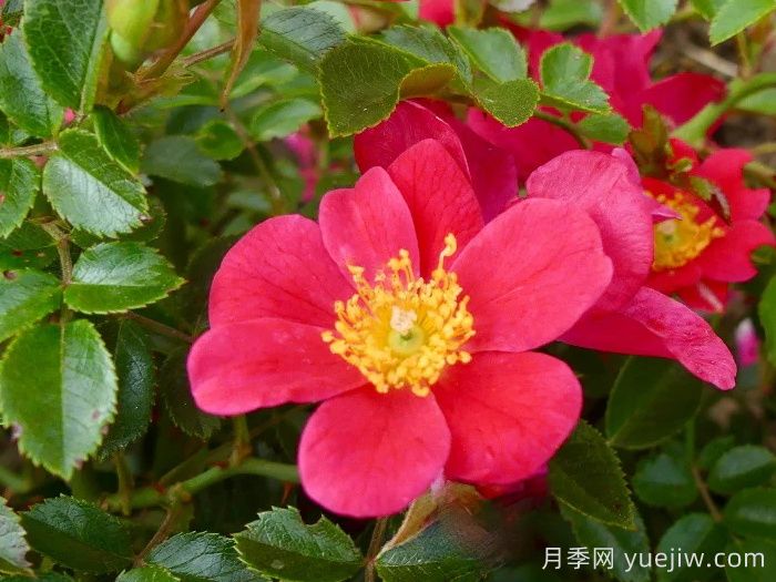 哈德?？≡录?赫特福德郡(圖1)