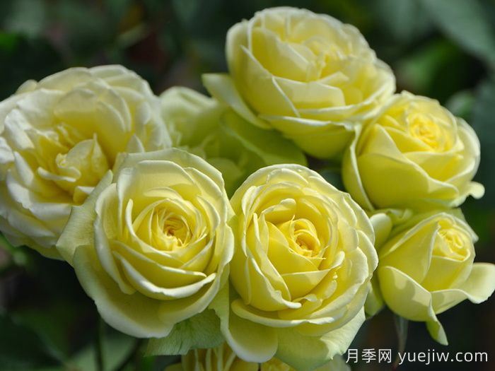 奶油龍沙寶石月季，奶油色仙子微月(圖2)