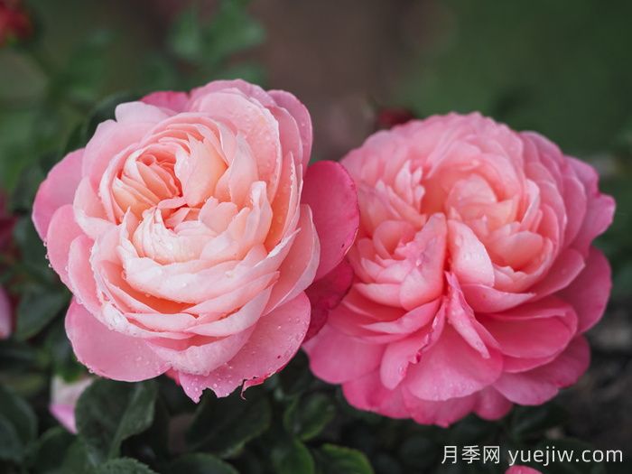 彩筆浪漫月季，浪漫多色的大花藤本月季(圖2)