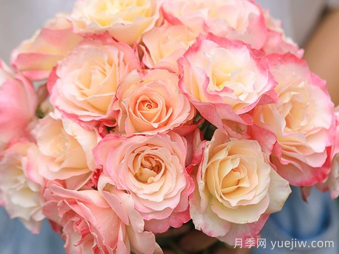 月季推薦，六翼天使月季(圖1)