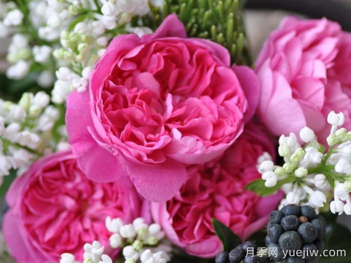 月季推薦，治療天使拉斐爾月季(圖1)
