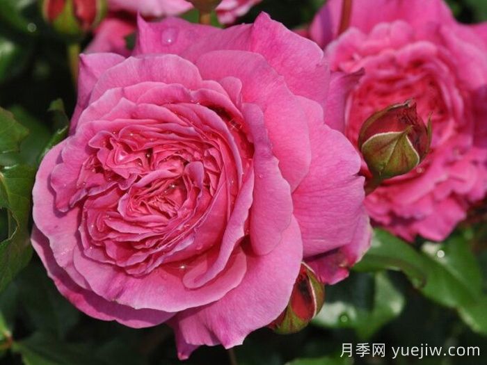 月季推薦，神仆天使阿比迪月季?(圖1)
