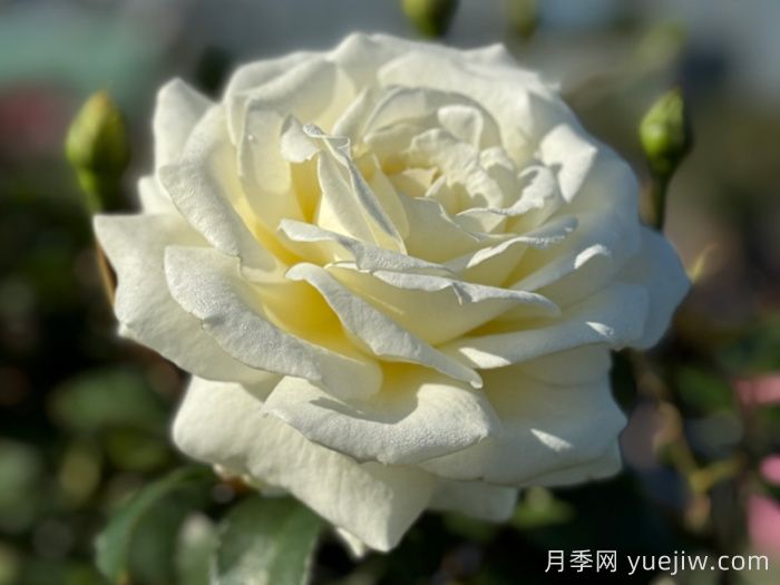 月季推薦，銀婚慶典月季(圖1)