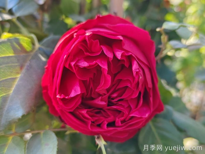 紅龍?jiān)录?紅色龍沙寶石月季(圖1)