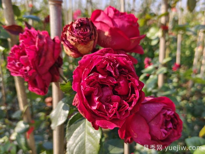 紅龍?jiān)录?紅色龍沙寶石月季(圖3)