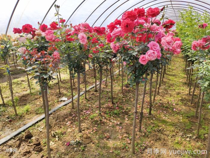 多色歐月樹狀月季/薔薇桿棒棒糖月季(圖2)