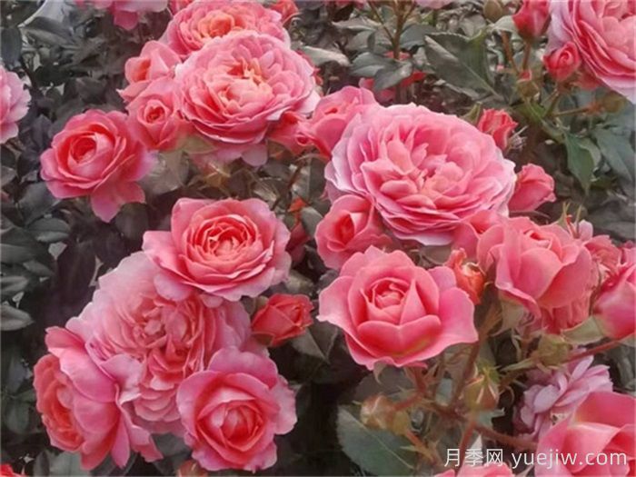 陽(yáng)臺(tái)月季推薦，芳香王陽(yáng)臺(tái)月季(圖1)