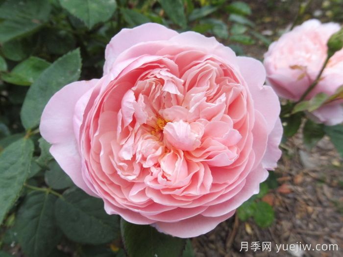 安妮克城堡月季，花姿優(yōu)雅，色彩迷人(圖1)