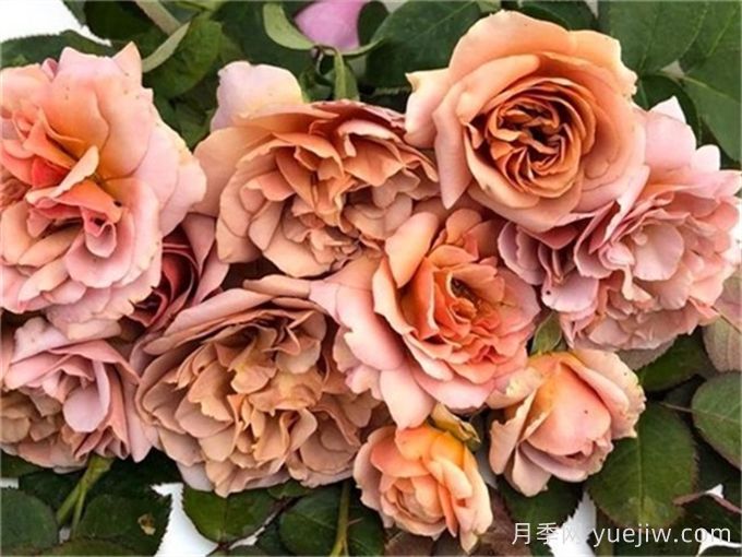 咖啡拿鐵月季推薦，棕色復古玫瑰(圖1)
