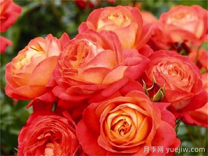 橙色浪漫月季推薦，花色鮮艷，浪漫橙色(圖1)